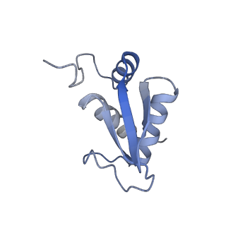 9239_6mtc_KK_v1-1
Rabbit 80S ribosome with Z-site tRNA and IFRD2 (unrotated state)