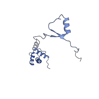 9239_6mtc_RR_v1-1
Rabbit 80S ribosome with Z-site tRNA and IFRD2 (unrotated state)