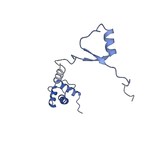 9239_6mtc_RR_v2-0
Rabbit 80S ribosome with Z-site tRNA and IFRD2 (unrotated state)