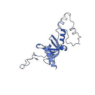 9240_6mtd_II_v1-0
Rabbit 80S ribosome with eEF2 and SERBP1 (unrotated state with 40S head swivel)