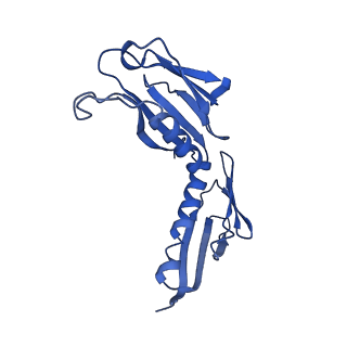 9242_6mte_H_v1-0
Rabbit 80S ribosome with eEF2 and SERBP1 (rotated state)
