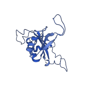 9242_6mte_J_v1-0
Rabbit 80S ribosome with eEF2 and SERBP1 (rotated state)