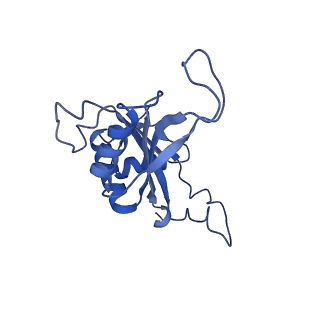 9242_6mte_J_v2-0
Rabbit 80S ribosome with eEF2 and SERBP1 (rotated state)