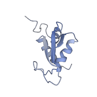 9242_6mte_KK_v1-0
Rabbit 80S ribosome with eEF2 and SERBP1 (rotated state)