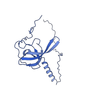 9242_6mte_T_v2-0
Rabbit 80S ribosome with eEF2 and SERBP1 (rotated state)