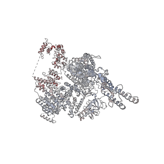 9243_6mu1_C_v1-2
Structure of full-length IP3R1 channel bound with Adenophostin A