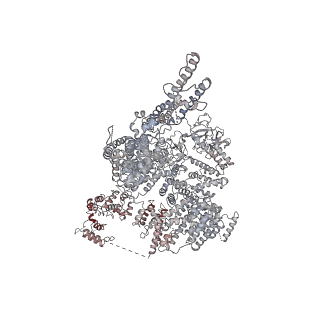 9243_6mu1_D_v1-2
Structure of full-length IP3R1 channel bound with Adenophostin A