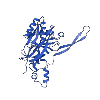 9256_6muu_E_v1-1
Cryo-EM structure of Csm-crRNA binary complex in type III-A CRISPR-Cas system