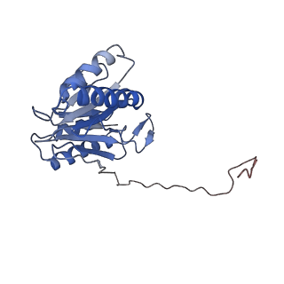 9257_6muv_W_v1-4
The structure of the Plasmodium falciparum 20S proteasome in complex with two PA28 activators