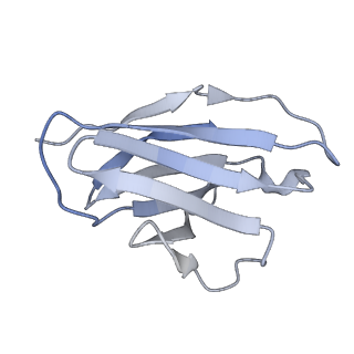 9294_6myy_C_v3-0
Germline VRC01 antibody recognition of a modified clade C HIV-1 envelope trimer, 3 Fabs bound, sharpened map
