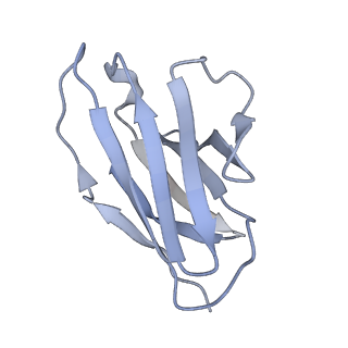 9294_6myy_F_v1-1
Germline VRC01 antibody recognition of a modified clade C HIV-1 envelope trimer, 3 Fabs bound, sharpened map