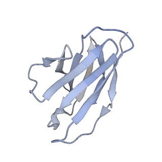 9294_6myy_L_v1-1
Germline VRC01 antibody recognition of a modified clade C HIV-1 envelope trimer, 3 Fabs bound, sharpened map