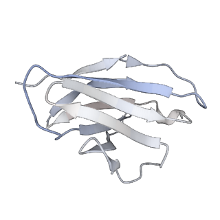 9303_6mzj_C_v1-1
Germline VRC01 antibody recognition of a modified clade C HIV-1 envelope trimer, 2 Fabs bound, sharpened map