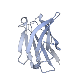 9303_6mzj_D_v1-1
Germline VRC01 antibody recognition of a modified clade C HIV-1 envelope trimer, 2 Fabs bound, sharpened map