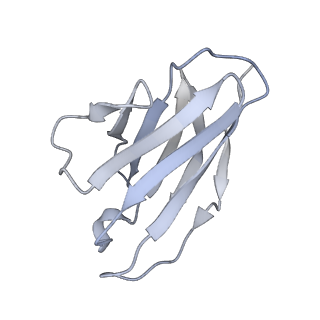 9303_6mzj_L_v1-1
Germline VRC01 antibody recognition of a modified clade C HIV-1 envelope trimer, 2 Fabs bound, sharpened map