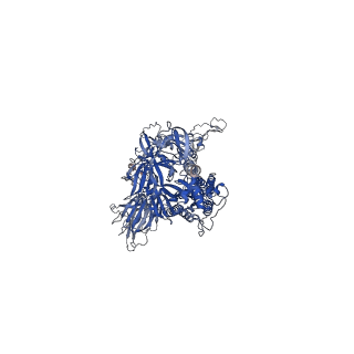 24121_7n1q_C_v1-1
Structural basis for enhanced infectivity and immune evasion of SARS-CoV-2 variants