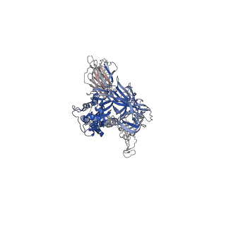 24123_7n1u_B_v1-1
Structural basis for enhanced infectivity and immune evasion of SARS-CoV-2 variants