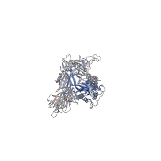 24126_7n1x_C_v1-1
Structural basis for enhanced infectivity and immune evasion of SARS-CoV-2 variants