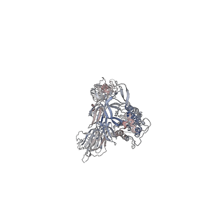 24127_7n1y_C_v1-1
Structural basis for enhanced infectivity and immune evasion of SARS-CoV-2 variants