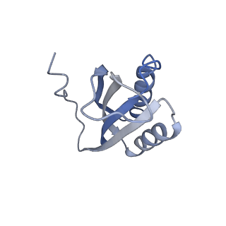 24134_7n2v_SF_v1-2
Elongating 70S ribosome complex in a spectinomycin-stalled intermediate state of translocation bound to EF-G in an active, GTP conformation (INT1)