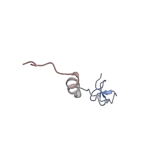 24135_7n30_Lf_v1-2
Elongating 70S ribosome complex in a hybrid-H2* pre-translocation (PRE-H2*) conformation