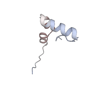 24135_7n30_Lh_v1-2
Elongating 70S ribosome complex in a hybrid-H2* pre-translocation (PRE-H2*) conformation