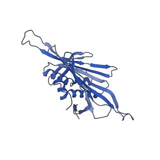 0344_6n4v_LD_v1-2
CryoEM structure of Leviviridae PP7 WT coat protein dimer capsid (PP7PP7-WT)