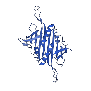 0344_6n4v_M_v1-2
CryoEM structure of Leviviridae PP7 WT coat protein dimer capsid (PP7PP7-WT)