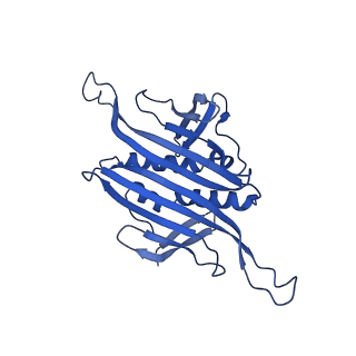 0344_6n4v_W_v1-2
CryoEM structure of Leviviridae PP7 WT coat protein dimer capsid (PP7PP7-WT)