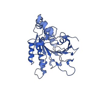 0357_6n7i_C_v1-1
Structure of bacteriophage T7 E343Q mutant gp4 helicase-primase in complex with ssDNA, dTTP, AC dinucleotide and CTP (gp4(5)-DNA)