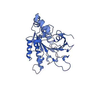 0357_6n7i_C_v1-2
Structure of bacteriophage T7 E343Q mutant gp4 helicase-primase in complex with ssDNA, dTTP, AC dinucleotide and CTP (gp4(5)-DNA)