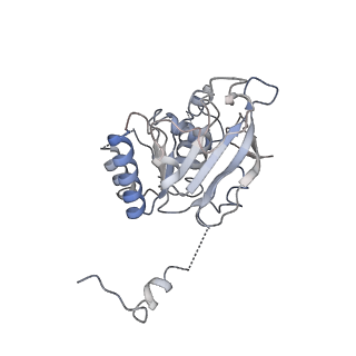 0359_6n7n_E_v1-2
Structure of bacteriophage T7 E343Q mutant gp4 helicase-primase in complex with ssDNA, dTTP, AC dinucleotide and CTP (form I)