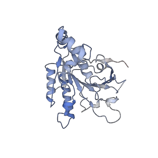 0363_6n7t_C_v1-1
Structure of bacteriophage T7 E343Q mutant gp4 helicase-primase in complex with ssDNA, dTTP, AC dinucleotide and CTP (form III)