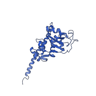 0369_6n8j_F_v1-1
Cryo-EM structure of late nuclear (LN) pre-60S ribosomal subunit