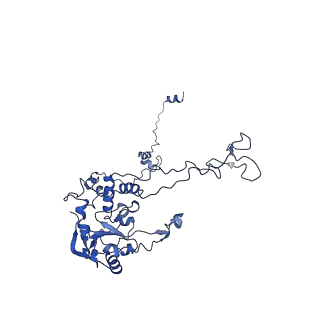 0370_6n8k_C_v1-1
Cryo-EM structure of early cytoplasmic-immediate (ECI) pre-60S ribosomal subunit