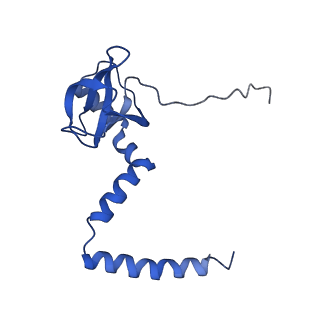 0370_6n8k_M_v1-1
Cryo-EM structure of early cytoplasmic-immediate (ECI) pre-60S ribosomal subunit