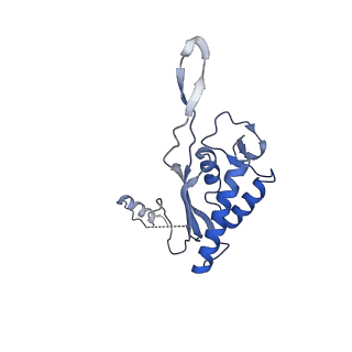 0370_6n8k_P_v1-1
Cryo-EM structure of early cytoplasmic-immediate (ECI) pre-60S ribosomal subunit