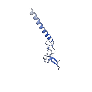 0370_6n8k_g_v1-1
Cryo-EM structure of early cytoplasmic-immediate (ECI) pre-60S ribosomal subunit
