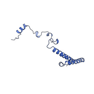 0370_6n8k_h_v1-1
Cryo-EM structure of early cytoplasmic-immediate (ECI) pre-60S ribosomal subunit