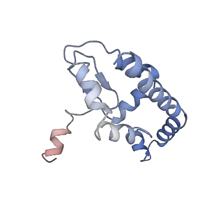 0371_6n8l_I_v1-1
Cryo-EM structure of early cytoplasmic-late (ECL) pre-60S ribosomal subunit