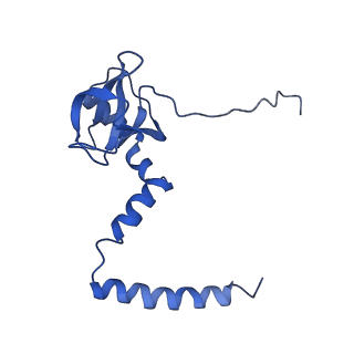 0371_6n8l_M_v1-1
Cryo-EM structure of early cytoplasmic-late (ECL) pre-60S ribosomal subunit