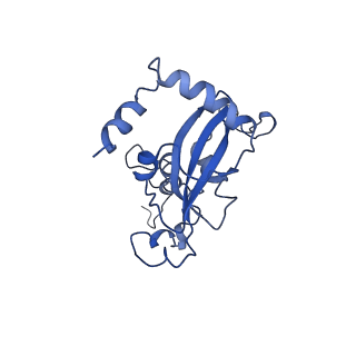 0371_6n8l_N_v1-1
Cryo-EM structure of early cytoplasmic-late (ECL) pre-60S ribosomal subunit