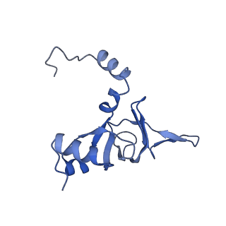 0371_6n8l_Y_v1-1
Cryo-EM structure of early cytoplasmic-late (ECL) pre-60S ribosomal subunit
