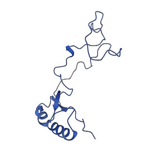 0371_6n8l_e_v1-1
Cryo-EM structure of early cytoplasmic-late (ECL) pre-60S ribosomal subunit