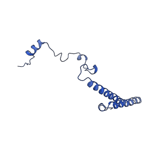 0371_6n8l_h_v1-1
Cryo-EM structure of early cytoplasmic-late (ECL) pre-60S ribosomal subunit