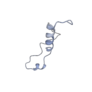 0371_6n8l_l_v1-1
Cryo-EM structure of early cytoplasmic-late (ECL) pre-60S ribosomal subunit