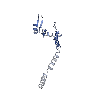 0371_6n8l_u_v1-1
Cryo-EM structure of early cytoplasmic-late (ECL) pre-60S ribosomal subunit