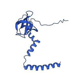 0372_6n8m_O_v1-1
Cryo-EM structure of pre-Lsg1 (PL) pre-60S ribosomal subunit