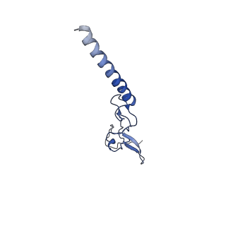 0372_6n8m_t_v1-1
Cryo-EM structure of pre-Lsg1 (PL) pre-60S ribosomal subunit