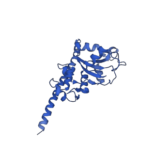 0374_6n8o_I_v1-1
Cryo-EM structure of Rpl10-inserted (RI) pre-60S ribosomal subunit